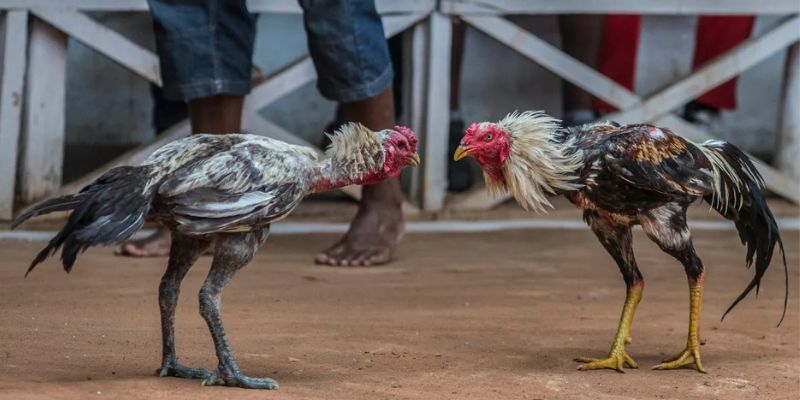 Tổng hợp bí kíp đặt cược đá gà trực tuyến chính xác nhất