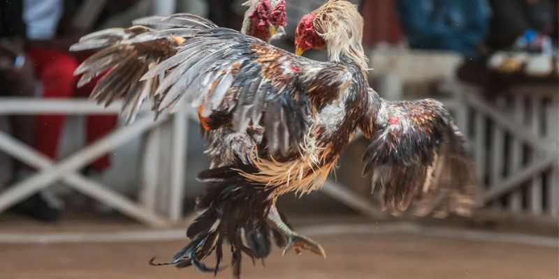 Lý do đá gà online luôn thu hút nhiều người tham gia